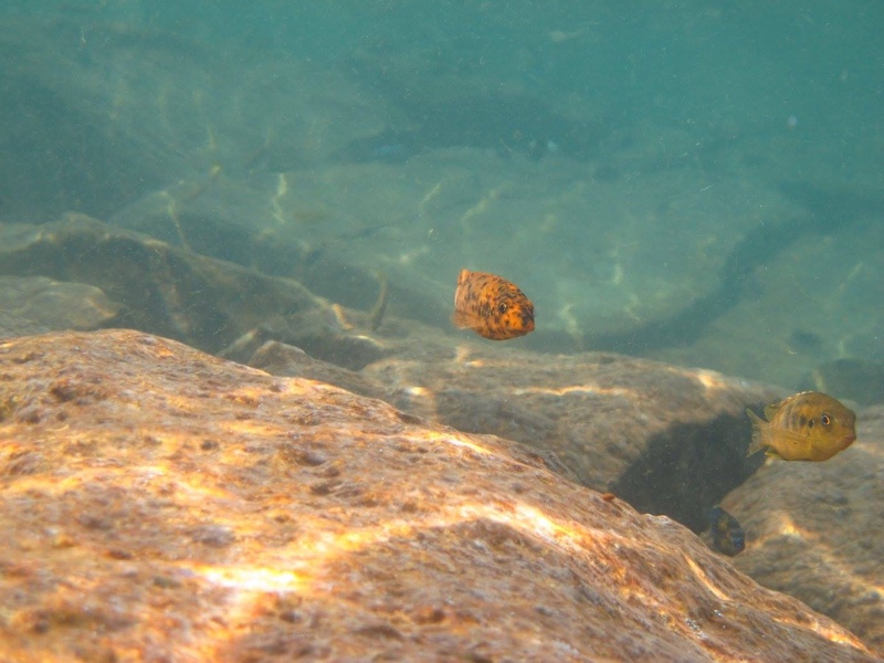 Labeotropheus trewavasae 'Thumbi West Island'